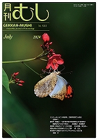 月刊むし　380号　2002年10月号　表紙：コマツナギの花蜜を吸うシルビアシジミ